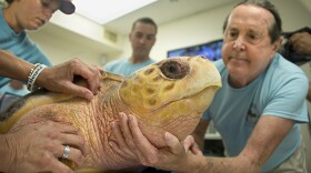 Staff at the Turtle Hospital in Marathon, Florida examine "Sapphire," a subadult loggerhead sea turtle, Sept. 23, 2014.