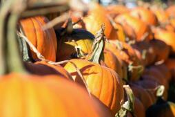 Pumpkins