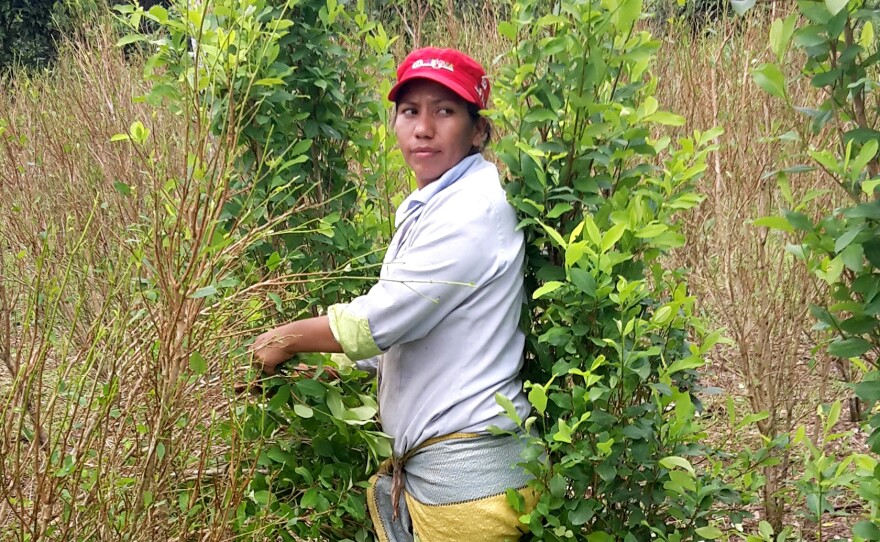 Janeth Cuaran picks coca leaves in her 2-acre field in southern Colombia. Most coca growers sell their crops to FARC guerrillas.