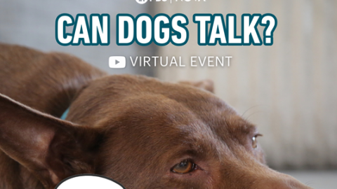 A virtual "Can Dogs Talk?" event
