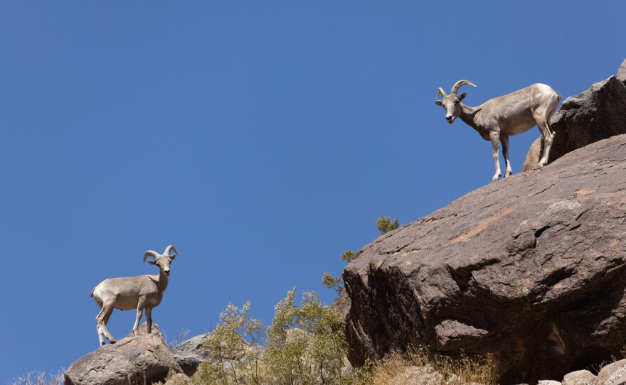 Peninsular Bighorn Sheep in the Anza-Borrego Desert State Park photographed during the 2020 bighorn sheep count, July 2020.
