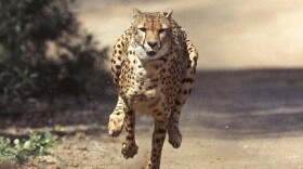 In this March 19, 2004, file photo, Majani, a 2-year-old male African cheetah, exhibits lighting speed while chasing a mechanical rabbit at the San Diego Zoo's Wild Animal Park as part of the Park's environmental enrichment program. 