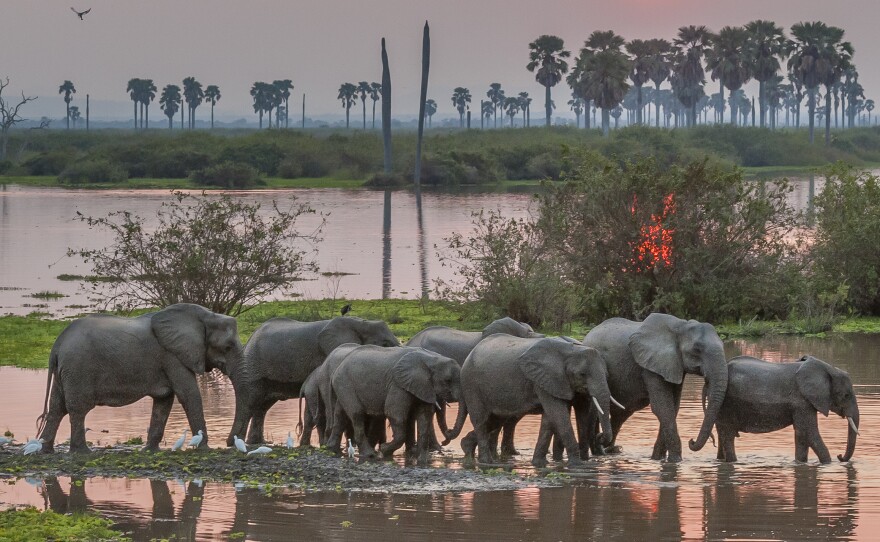  A small breeding herd of elephants moves across a channel leading to the Rufiji River as the sun sets.