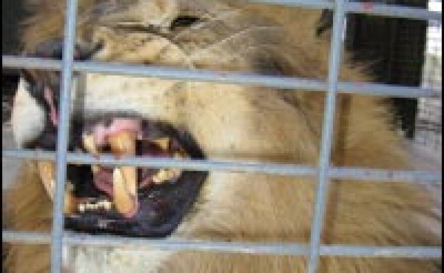 Major, a 5-year-old lion, stars as MGM's new "roaring lion" logo. He and 100 other exotic "acting animals" were briefly evacuated from Steve Martin's Working Wildlife ranch, nestled in the rugged hills north of Los Angeles. The animals are now back in their cages, but ready to evacuate again if the Day Fire theatens a second time.