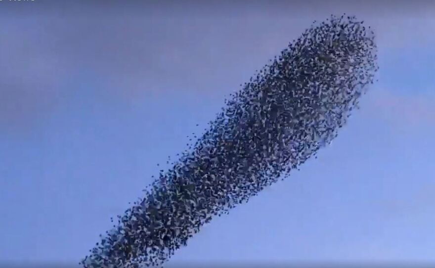 WATCH: Starlings Perform Acrobatic Life-Or-Death Dance With A Hungry Falcon