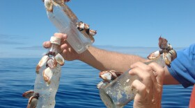 Specimens collected by the SEAPLEX expedition. Garbage is being studied for its effects on marine life.