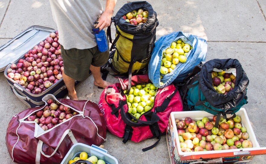 Jeff Wanner stands among the 500 pounds of apples he picked from neighborhood trees in a couple hours with Falling Fruit co-founder Ethan Welty in Boulder, Colo., last fall.