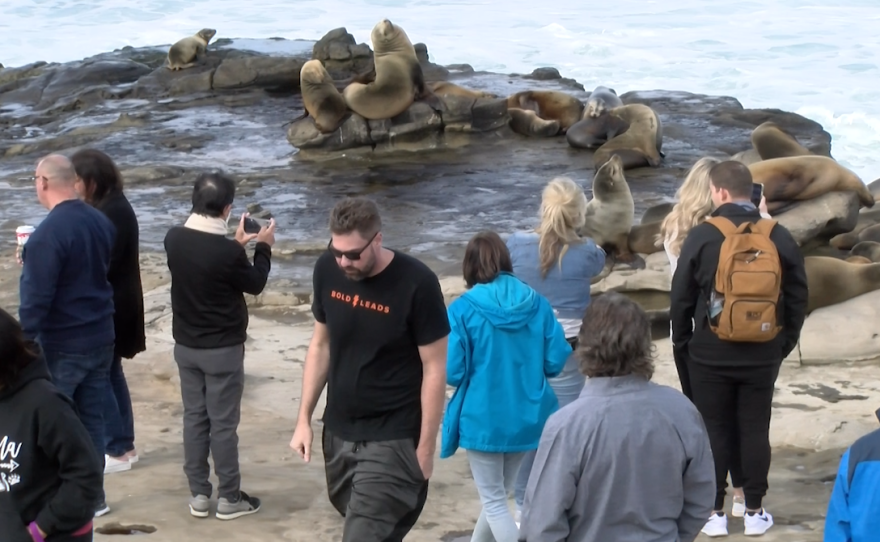 Large crowd at the Point La Jolla Rookery bothering sealions.png
