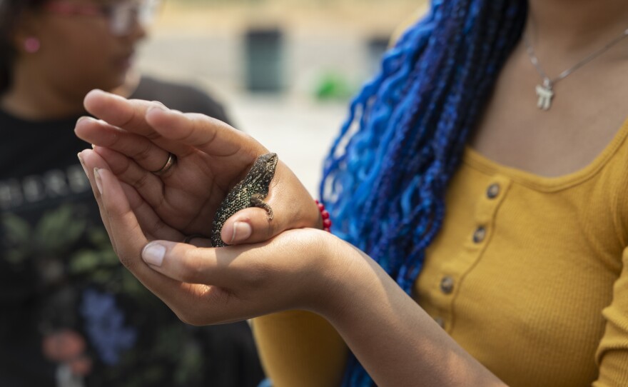 Shekhiynah Larks holds a lizard she found on the ranch.
