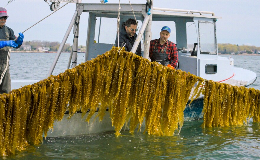 Ari and Bren Smith pulling up Kelp.