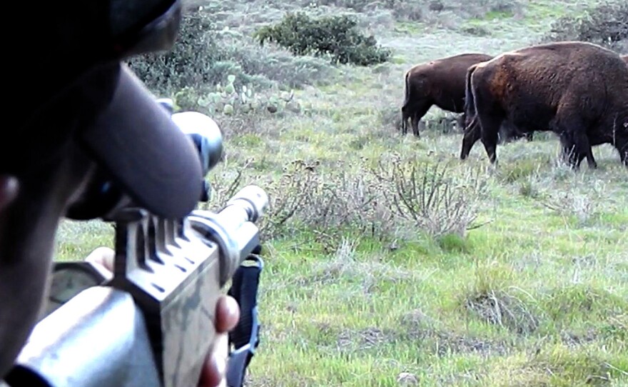 A scientist administers the PZP birth control vaccine to a bison on Santa Catalina Island. The island is the first place contraception is being used on bison in the wild.