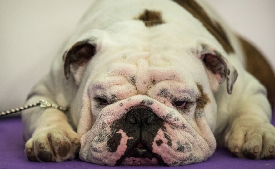 A bulldog rests before stepping into the spotlight. Two-hundred different breeds or varieties took part in the competition.