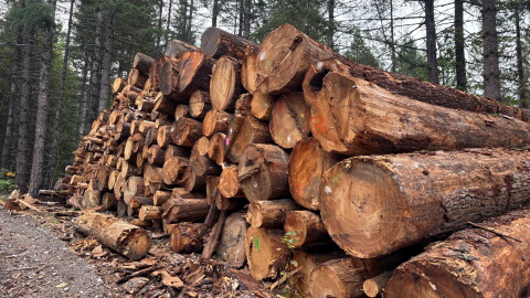 Logs from a salvage timber sale after a recent wildfire in the Willamette National Forest in Oregon.