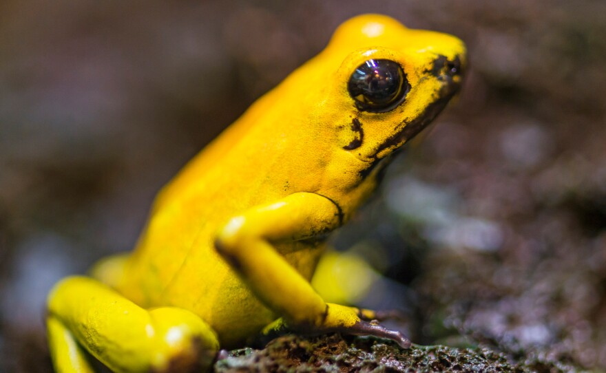 The skin of the golden poison dart frog, Phyllobates terribilis, secretes a deadly poison that might lead to a better understanding of how to treat malfunctions of the human nervous system.