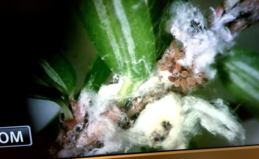 Jesse Webster shows a magnified image of the woolly adelgid at Twin Creeks Science and Education Center in the Great Smoky Mountains National Park.