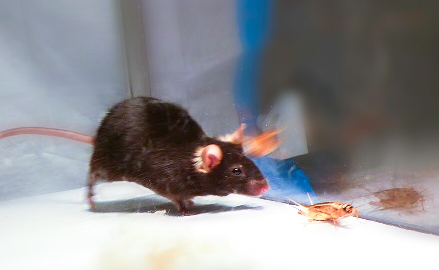 A mouse with predatory brain circuits switched on is much more likely to attack and kill prey like this cricket.