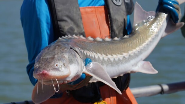 Recent results from white sturgeon monitoring surveys by the California Department of Fish and Wildlife (CDFW) suggest the white sturgeon (Acipenser transmontanus) population has continued to decline.