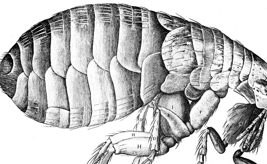 Fleas transmit plague — but the pneumonic plague, the type reported from China this week, can spread from person to person as well.