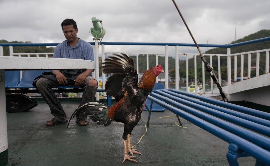 Rambo the rooster is tethered on the top deck, on his way home from Bangkok. Arif Rahman, who works for a delivery agency, transported Rambo and another cockfighting rooster for breeding purposes.