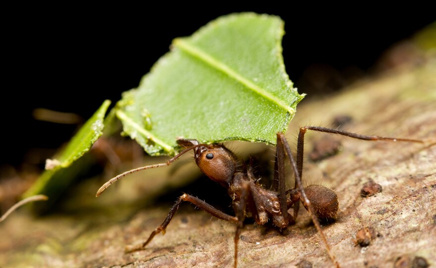Various species of ants engage in some kind of agriculture. Here, a leaf-cutter ant gathers food for its fungus farm.