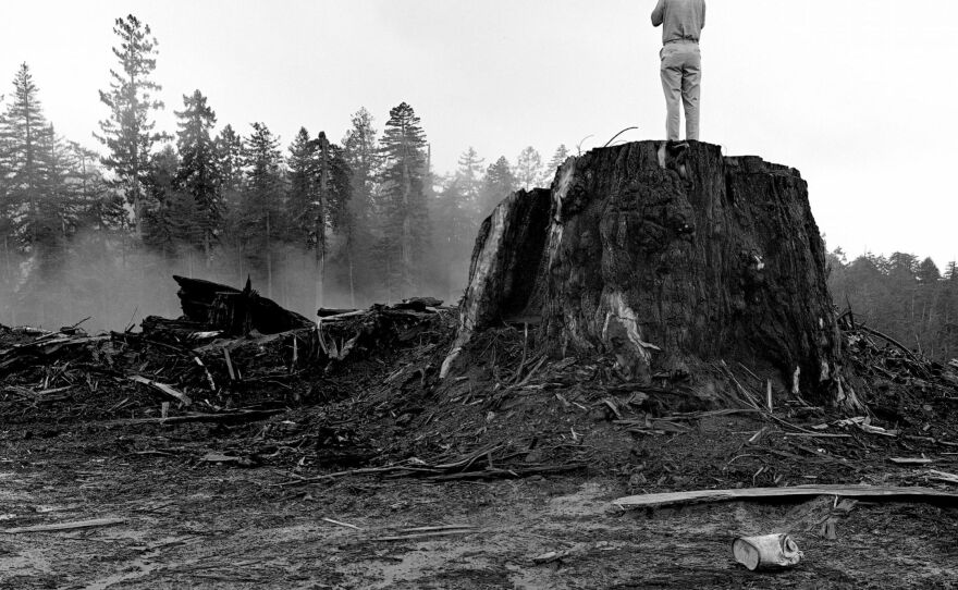 <em>Person standing on a logged Redwood stump near Orick</em>