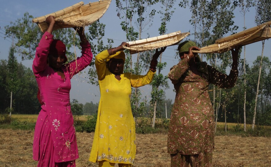 Women harvest basmati rice in Northern India.