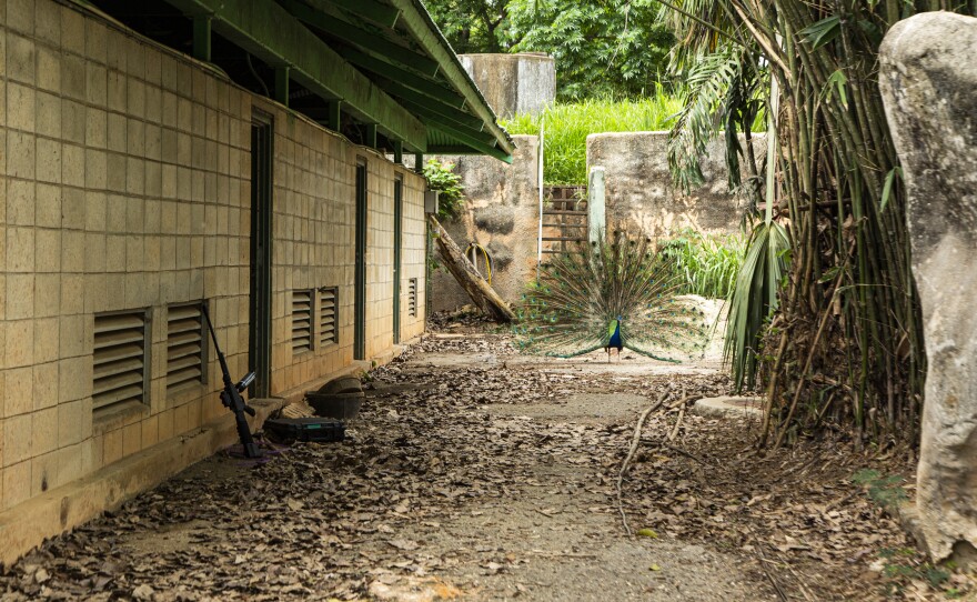 Puerto Rico's zoo was once a source of pride and a main tourist draw for the city of Mayagüez, on the island's western coast. But it started a long decline in the mid-2000s, until finally closing to the public in 2017, never to reopen.