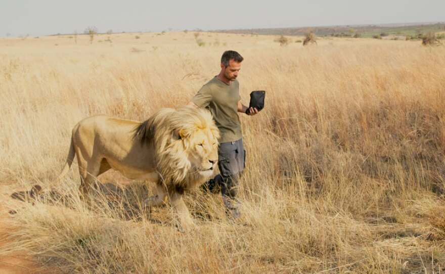 Kevin Richardson and a lion. Kevin Richardson Sanctuary, South Africa.