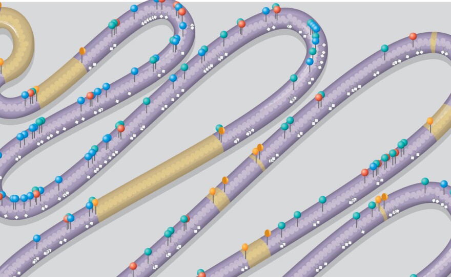 The research team used yeast chromosome No. 3 as the model for their biochemical stitchery. Pins and white diamonds in the illustration represent "designer changes" not found in the usual No. 3; yellow stretches represent deletions.