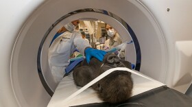 Leslie, a 3-year-old western lowland gorilla, getting a CT scan on Dec. 10, 2019. UC San Diego Health is working with San Diego Zoo Safari Park team to save her eyesight.