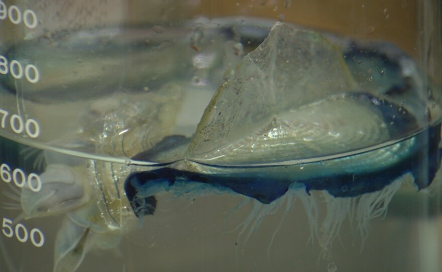 A velella velella sample at Scripps Institution of Oceanography on Monday, May 13, 2024.