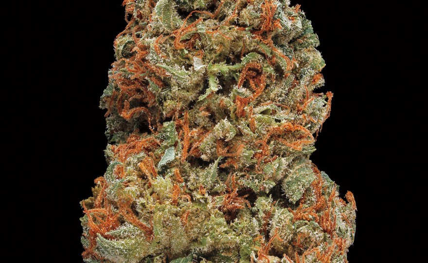 Skunk #1. Smell/Taste: skunky, pungent, acrid. Common effects: uplifting, pungent, acrid. Top medicinal uses: stress and anxiety.