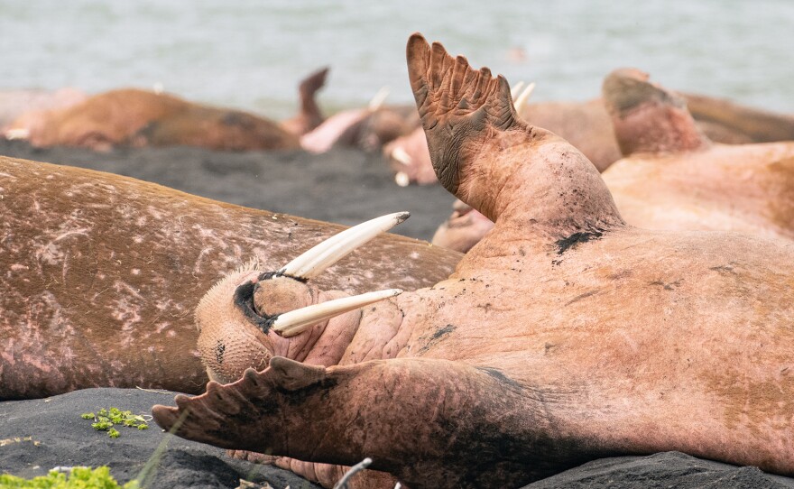 A Pacific walrus on the shores of Cape Seniavin, Alaska, sunbathing on the black sand.