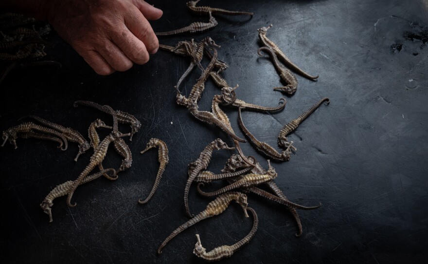 A seafood merchant displays dried seahorses for sale in Chumphon, Thailand, on Jan. 22, 2025. Dozens of countries around the world are involved in the dried seahorse trade, with Thailand, the Philippines, Vietnam and India being the largest exporters. As the trade of seahorses, which are typically used for traditional medicines, has sharply increased, the seahorse catch has declined over time. Seahorses are among the species protected under the Convention on International Trade in Endangered Species of Wild Fauna and Flora.