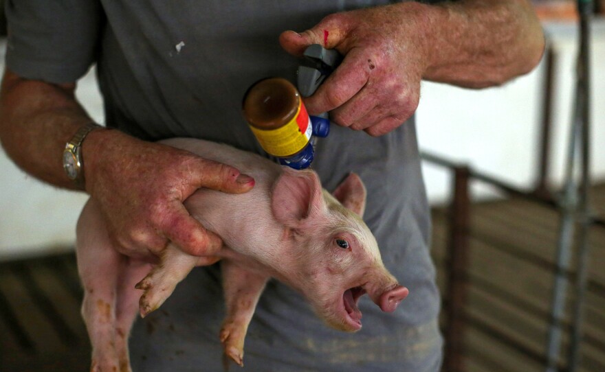 A piglet gets a shot of antibiotic at a farm in Illinois. The World Health Organization is calling for strict limits on antibiotic use in animals raised for food. The guidelines could push many countries, including the U.S., to restrict drug use on farms.