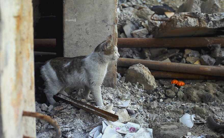 A stray cat peers out from the rubble of a bombed-out building in Borodyanka, Ukraine.