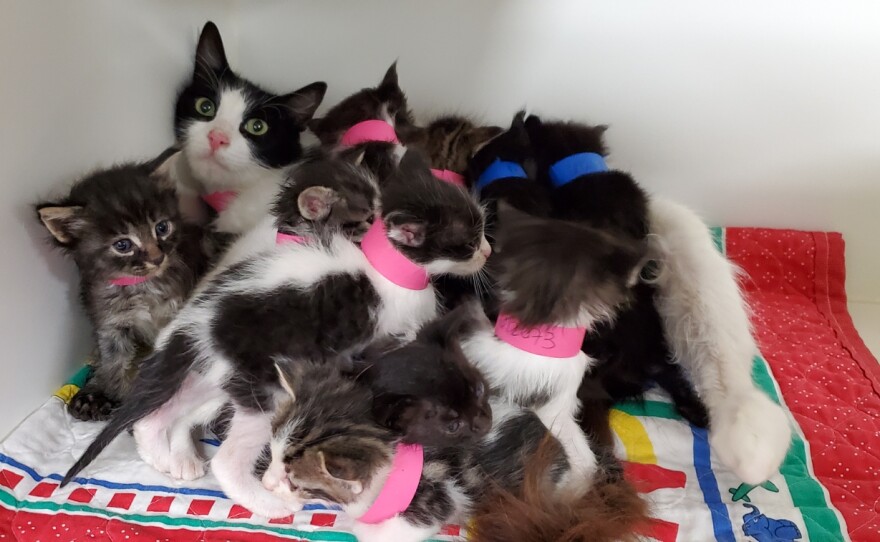 my cat runt of the litter kitten care