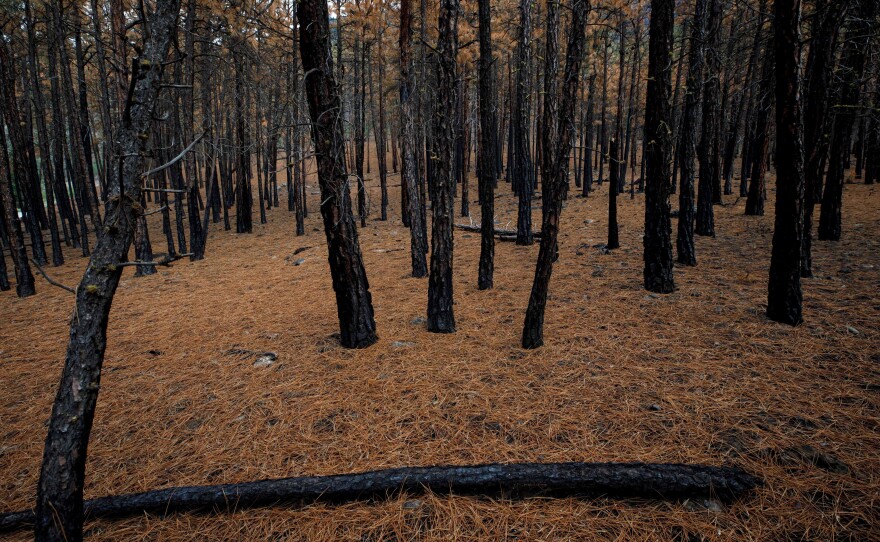 Trees charred by wildfires on the outskirts of Lytton, British Columbia.