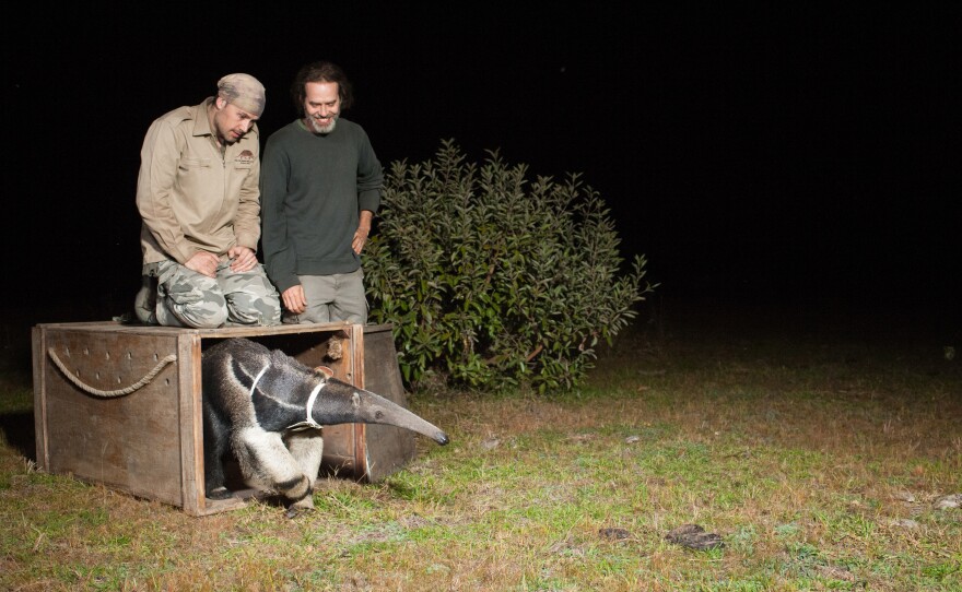 Biologist Arnaud Desbiez and vet Danilo Kluyber release a giant anteater after fitting it with a GPS collar. Mato Grosso do Sul, Brazil.