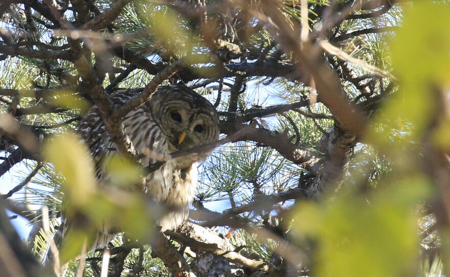 Barry the barred owl stands on a branch as Robert DeCandido, known as "Birding Bob," leads a group of bird watchers during a tour in Central Park in New York City in November 2020.