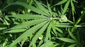marijuana plant