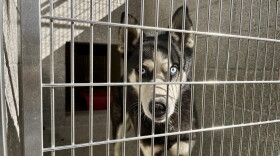 A dog stands in its new kennel at the Santee Animal Shelter, Oct. 15, 2026.