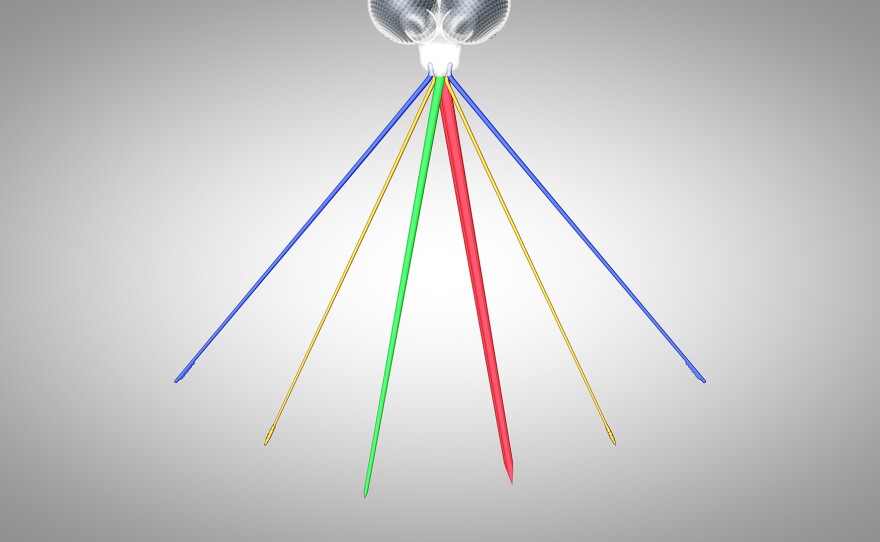 This illustration shows the six needlelike mouthparts that female mosquitoes use to bite people. Usually sheathed by a flexible tube, the weapons include two maxillae (blue) to saw into the skin and two mandibles (yellow) to hold the tissues apart as the maxillae saw. The bugs drool saliva into humans with the hypopharynx (green) and suck up blood with the labrum (red).