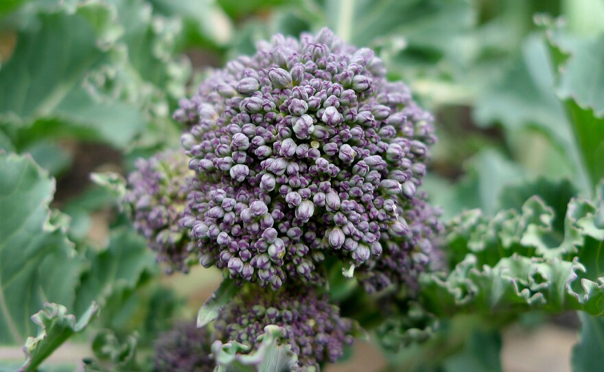 Sprouting broccoli will serve up florets in about 50 days. Not bad for this member of the brassica family.