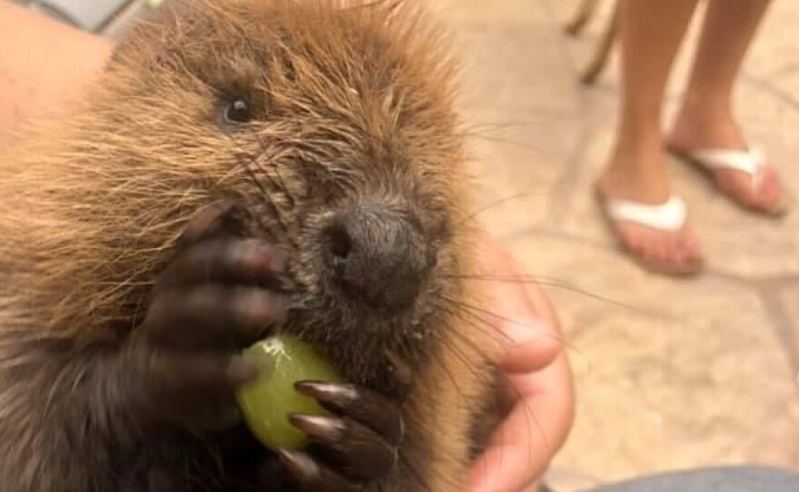 Beave the beaver is building dams inside the New York home of wildlife rehabilitator Nancy Coyne while he gets ready to return to the wild.