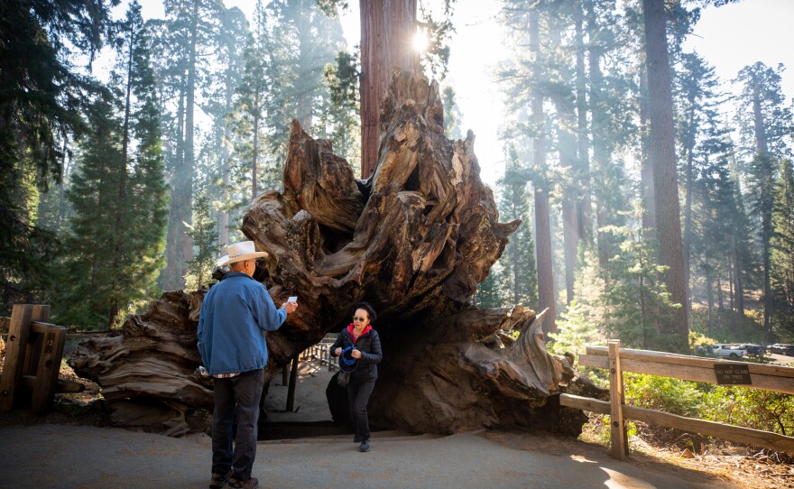 Sequoia National Park was created in 1890 to protect the mammoth trees for the public. Along with Kings Canyon National Park, the two parks are home to about 40% of all sequoias.