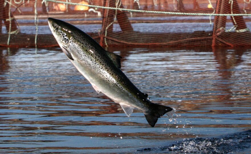 For decades, Washington has had eight Atlantic salmon farms. After one was destroyed in an accident last summer, the state has decided to kick the rest of them out.