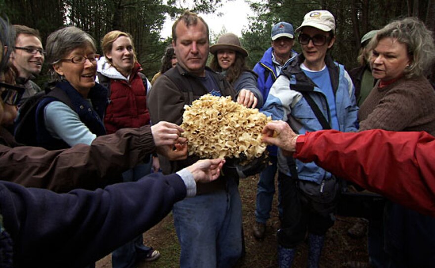 Participants in the annual “Fungal Foray” held in Point Reyes National Seashore every January, inspect an extraordinarily large fungus.