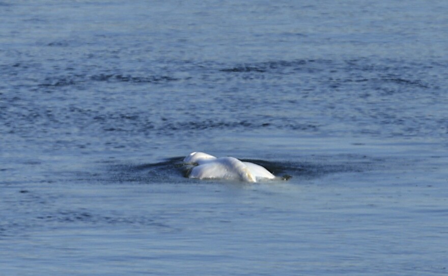 The Beluga whale swims in the lock of Notre Dame de la Garenne prior to be moved, in Saint-Pierre-la-Garenne, west of Paris, France, Tuesday, Aug. 9, 2022.