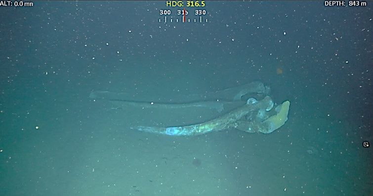 Whale carcass discovered on the ocean floor on in the San Pedro Basin in this undated photo